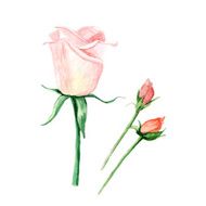 vector watercolor roses N2
