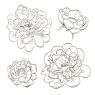 Peony bud hand drawn vector illustration N2