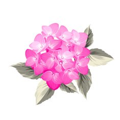 Hydrangea flower N2