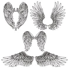 Wings Sketch Set N2