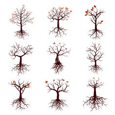 Set of Season Trees and Roots