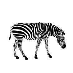 Black and white zebra isolated on background Vector
