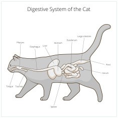 Digestive system of the cat vector illustration N16