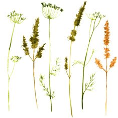 Set of watercolor drawing herbs N3