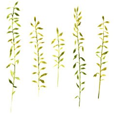 Set of watercolor drawing herbs N5