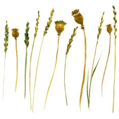 Set of watercolor drawing herbs N6