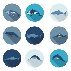 whales and fish