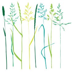 Set of grass silhouettes N8