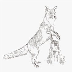 fox vector sketch N2