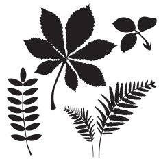 Black and white silhouettes of leaves