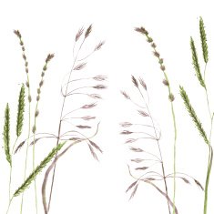 Silhouettes of flowers and grass N54