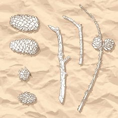 set of different cones and branches N2