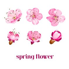 sakura flowers N2