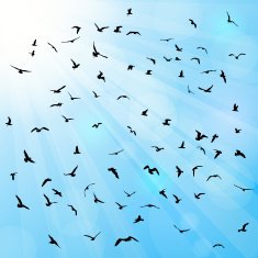 Birds gulls black silhouette on blue background Vector