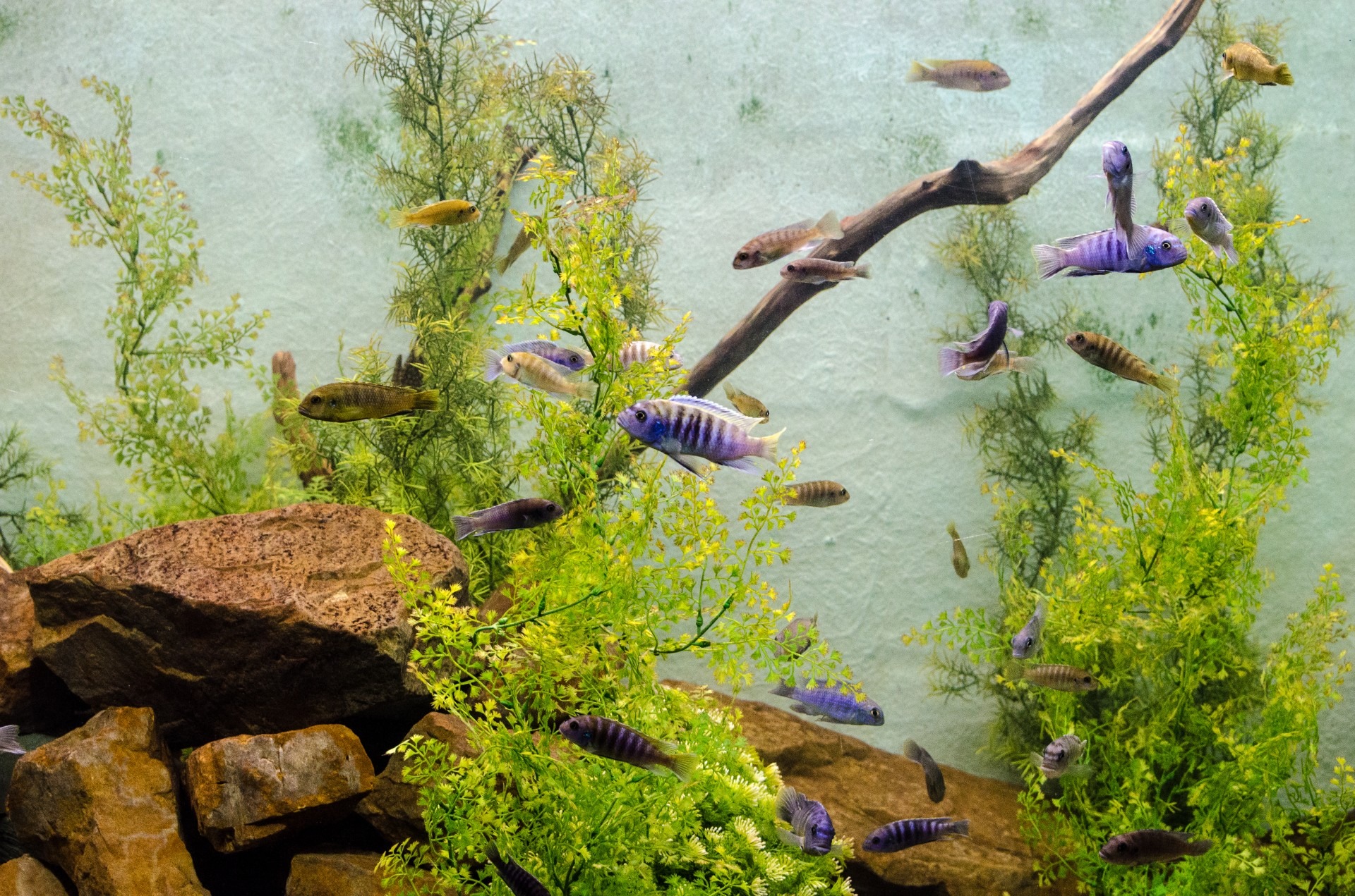 Aquarium Ecosystem Free Image Download