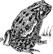 illustration of the toad