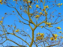 moon at day sky behind branches