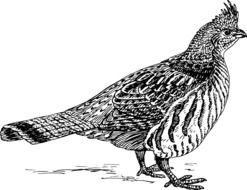 bird animal biology drawing