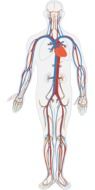 circulatory system of human body