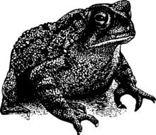 toad, black and white illustration