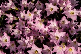 zephyranthes grandiflora flower