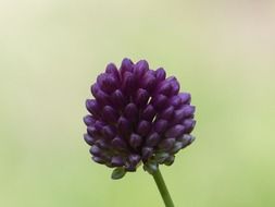 sphaerocephalon- perennial herb