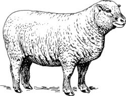 black and white drawing of a sheep in a meadow