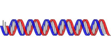 red and blue dna helix