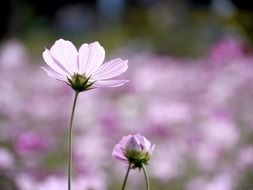 cosmos one flower