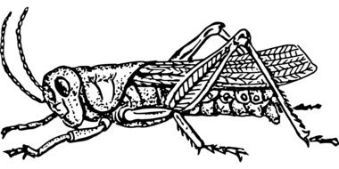 grasshopper, black and white drawing