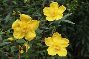 yellow hypericum flowers