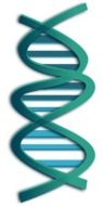 dna and rna helix