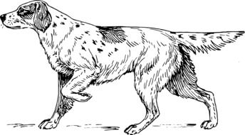 hound dog animal biology drawing