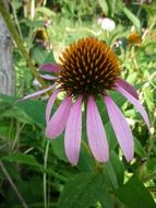 echinacea coneflower blossom