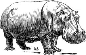 drawing of hippo