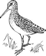 bird biology drawing