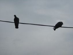 two birds on the wire