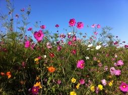 summer flowers on the meadow