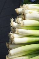 stacked bunch of young green onions