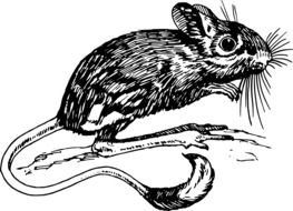 mouse rodent animal biology drawing