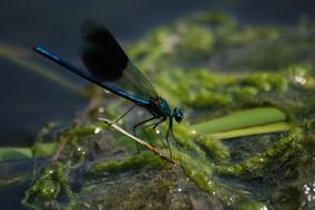striped demoiselle on a plant