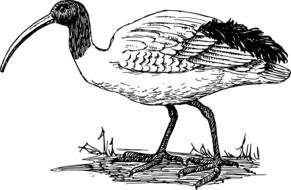 ibis animal biology drawing