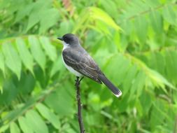 photo of eastern kingbird