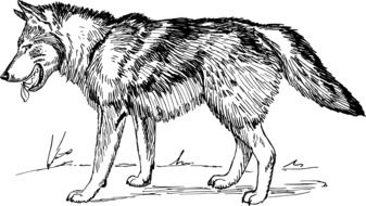 wolf animal biology drawing