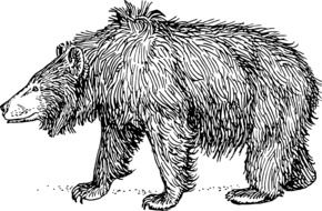 black and white drawing of a grizzly