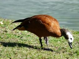 brown goose is grazing by the river