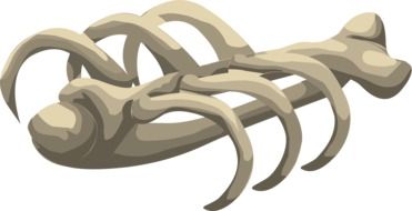 isolated rib cage
