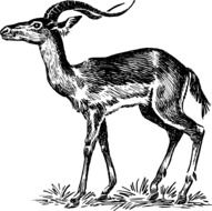 black and white drawing of an antelope