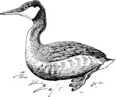 clipart,black and white duck is sitting on the grass