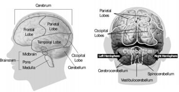 human brain anatomy medicine